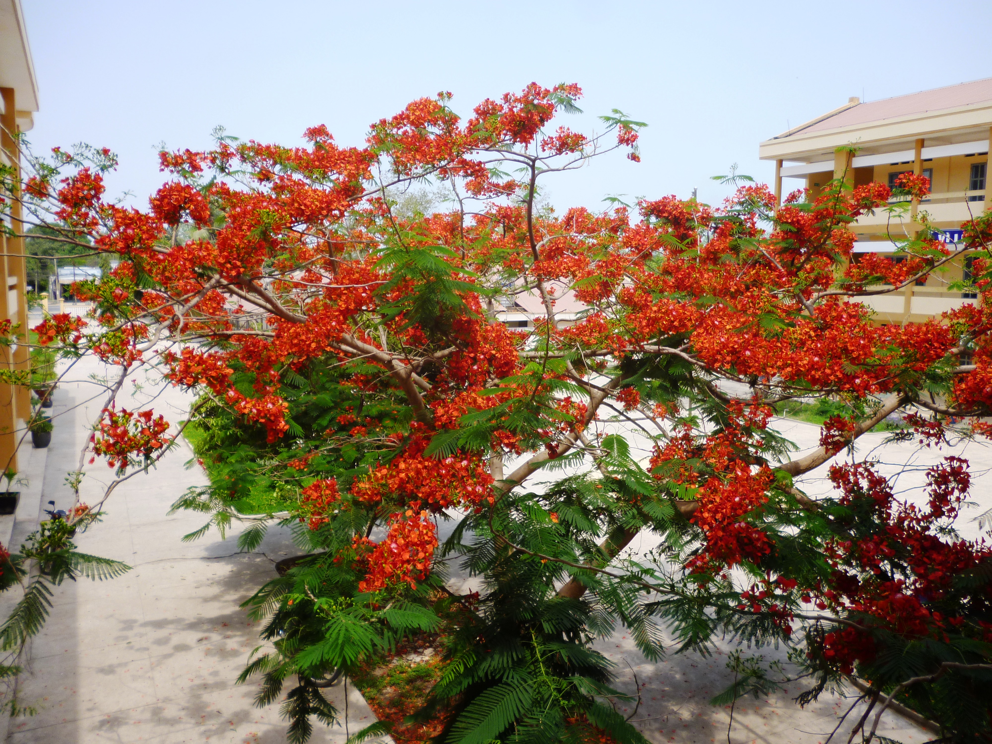 Hoa phượng Trường